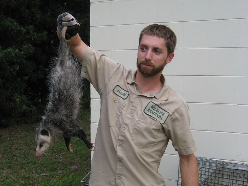 Call a Licensed Wildlife Professional If Needed