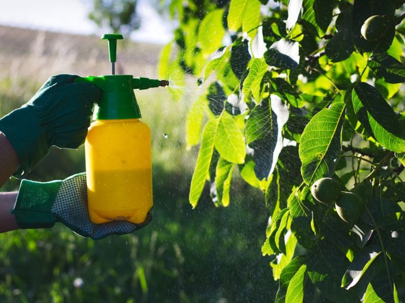 Try a Foliar Spray for Quick Uptake Try a Foliar Spray for Quick Uptake