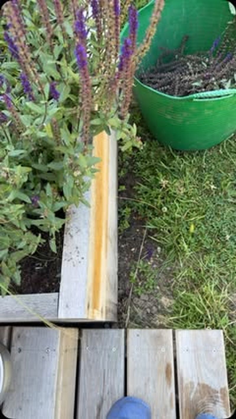 Try a Post-Bloom Trim When Spent Spikes Are the Issue