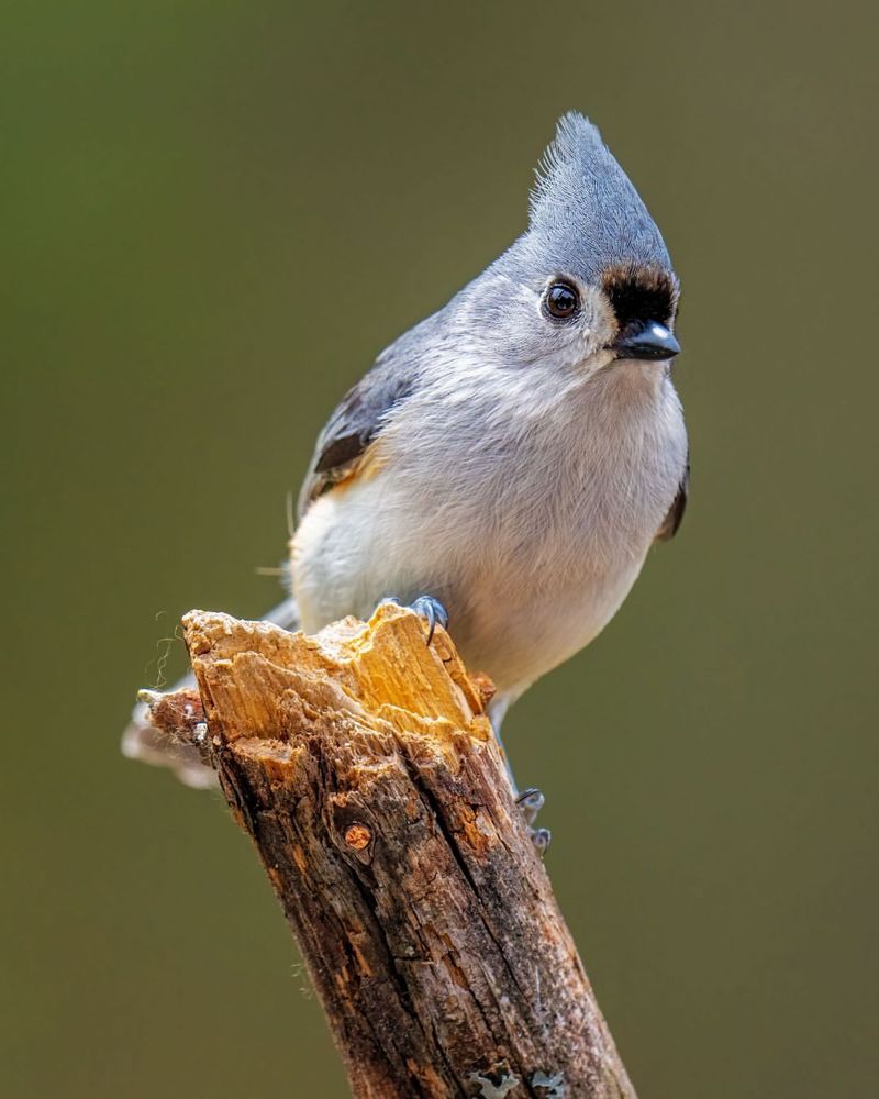 Tufted Titmouse Tufted Titmouse
