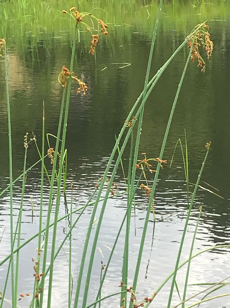 Softstem Bulrush (Schoenoplectus tabernaemontani)