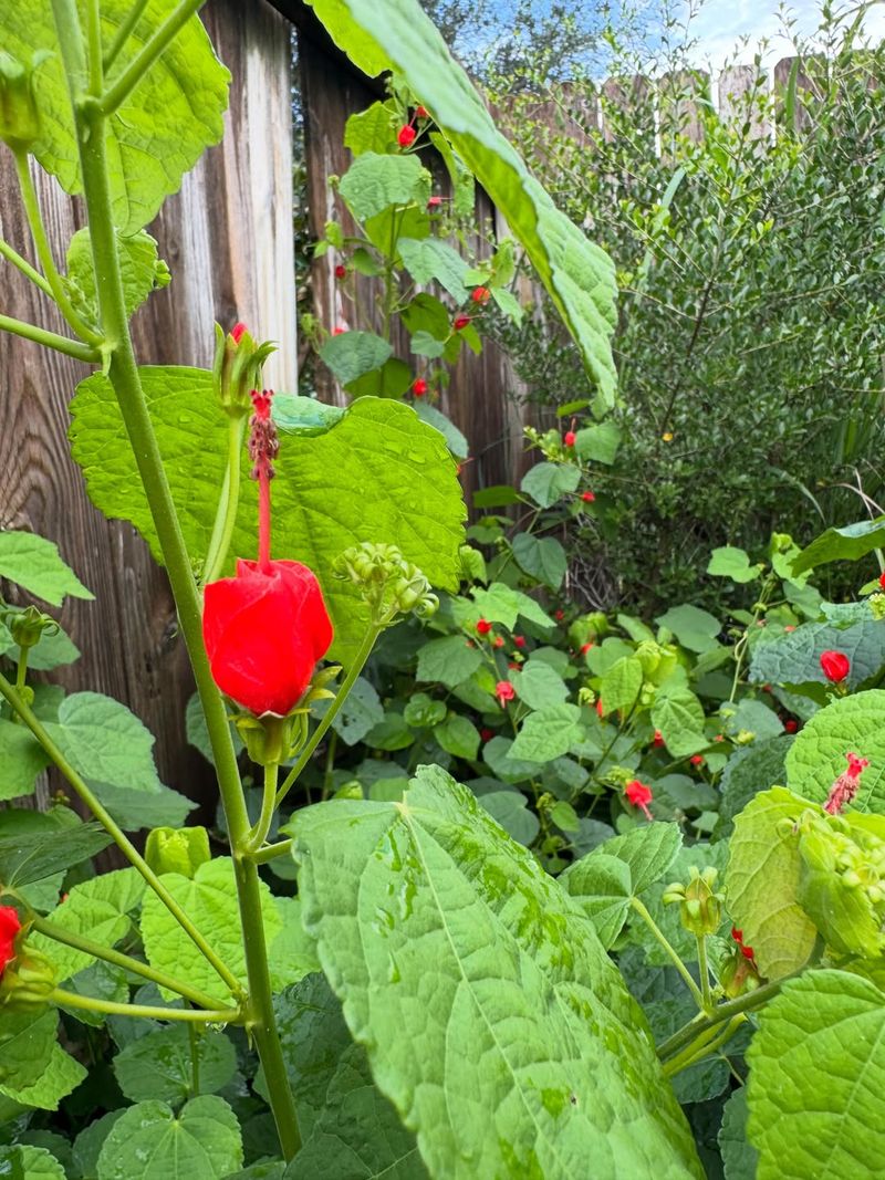 Turk's Cap
