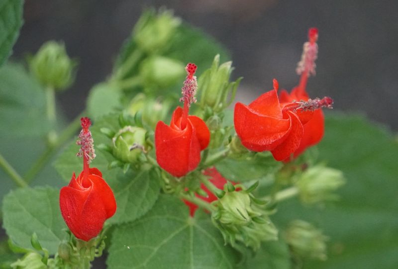 Turk's Cap Turk's Cap