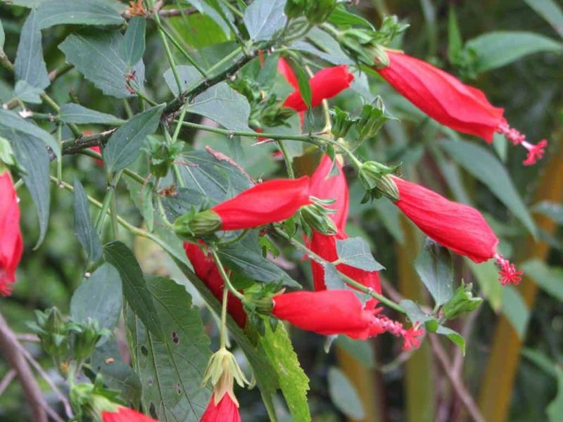 Turk's Cap (Malvaviscus arboreus var. drummondii) Turk's Cap (Malvaviscus arboreus var. drummondii)