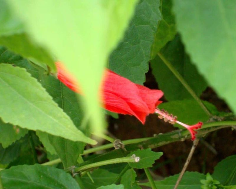 Turk's Cap Turk's Cap