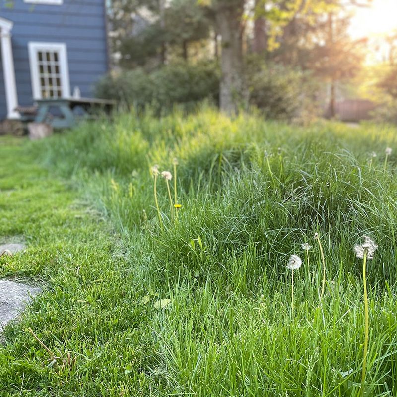Let a Corner of Your Lawn Grow Wild