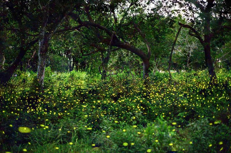 Let a Patch of Lawn Grow Wild