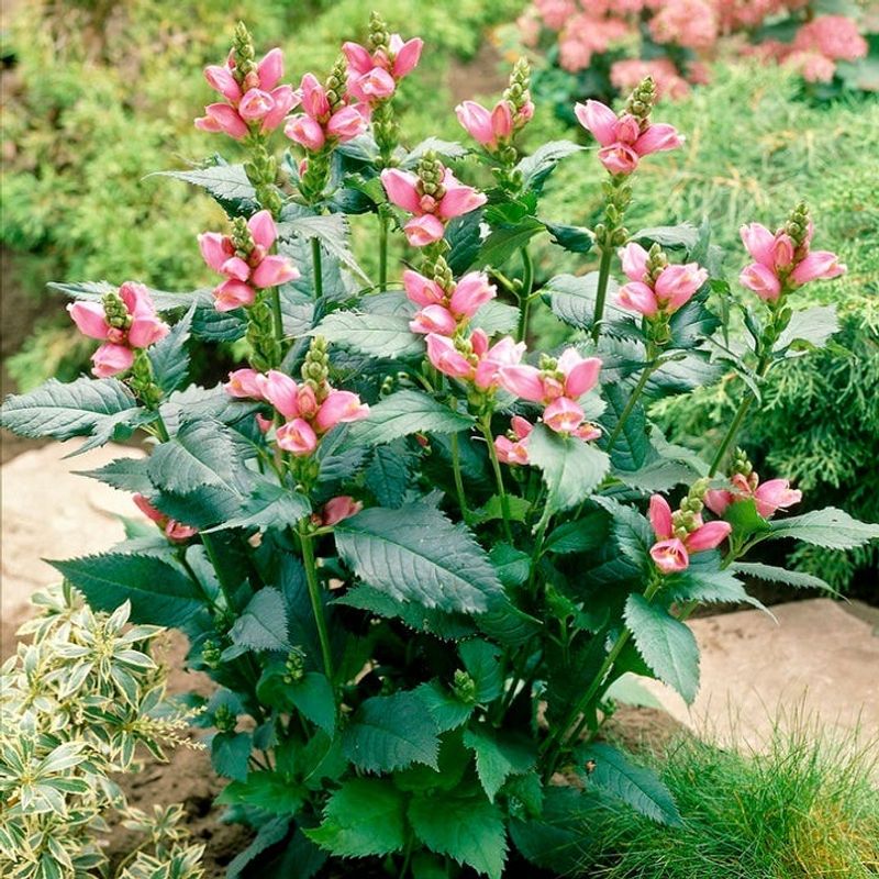 Turtlehead (Chelone) Turtlehead (Chelone)
