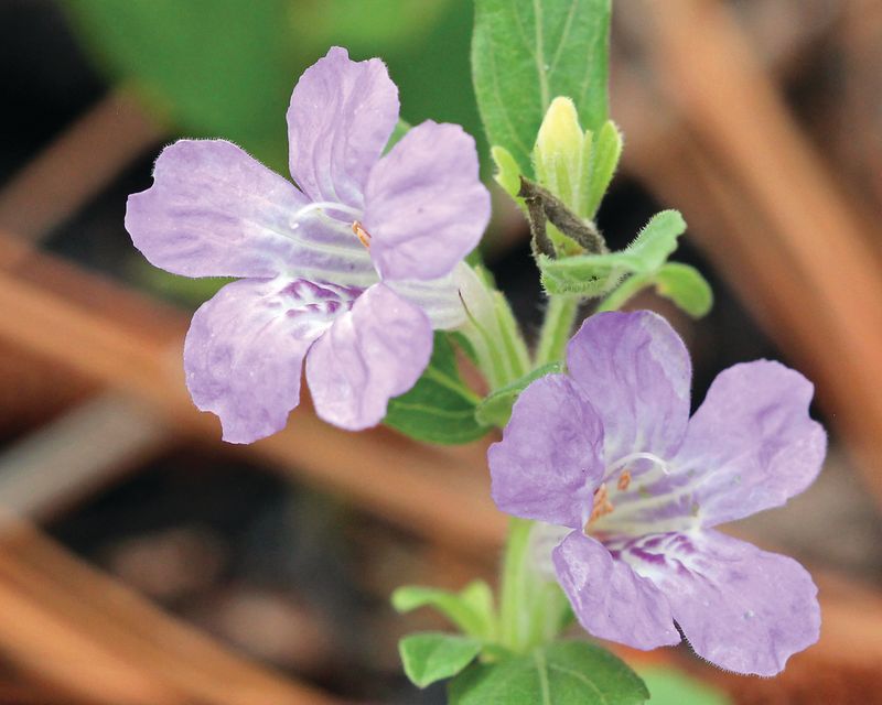 Twinflower (Dyschoriste oblongifolia) Twinflower (Dyschoriste oblongifolia)