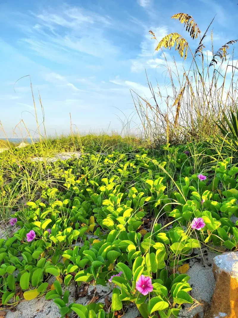 Railroad Vine (Ipomoea pes-caprae)