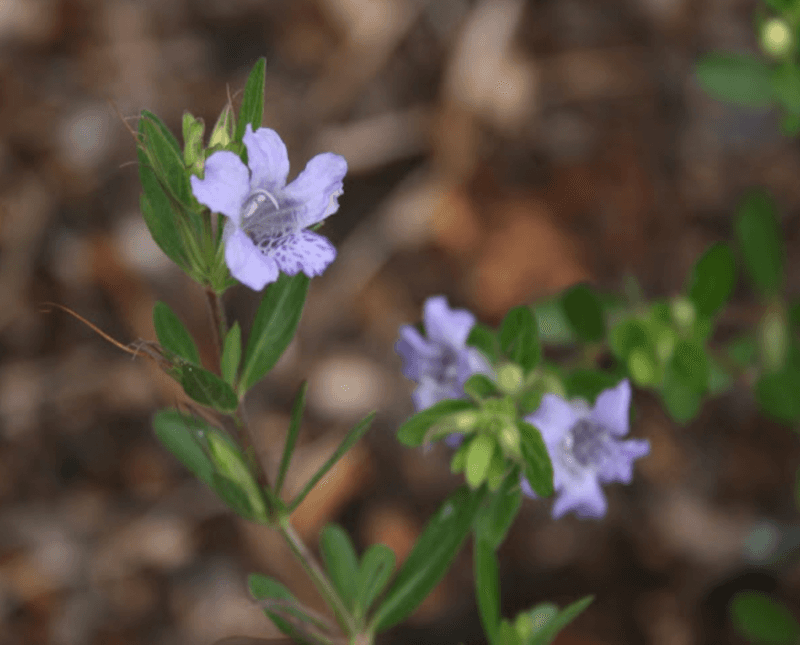 Twinflower