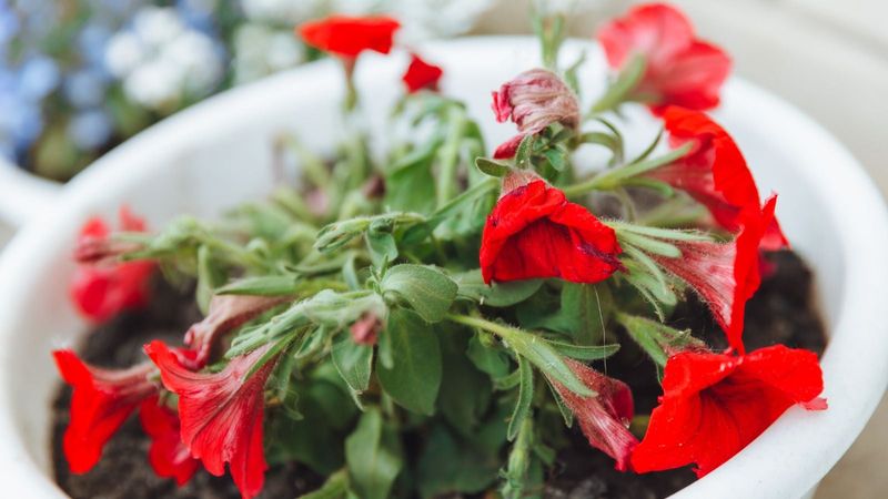 Overwatering Until Roots Suffocate