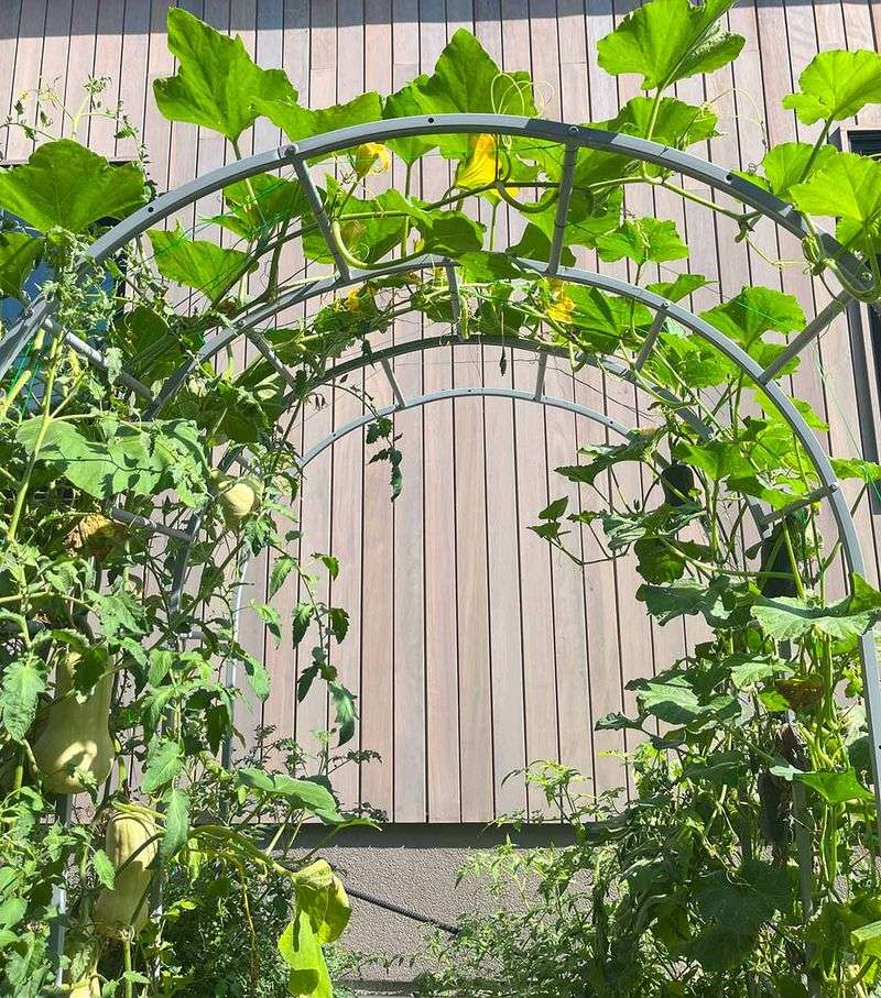 Understand Why a Dense Canopy Raises Disease Pressure Understand Why a Dense Canopy Raises Disease Pressure