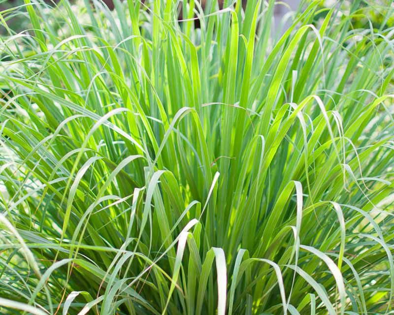 Understand the Plant’s Nonnative Status and Safety Limits