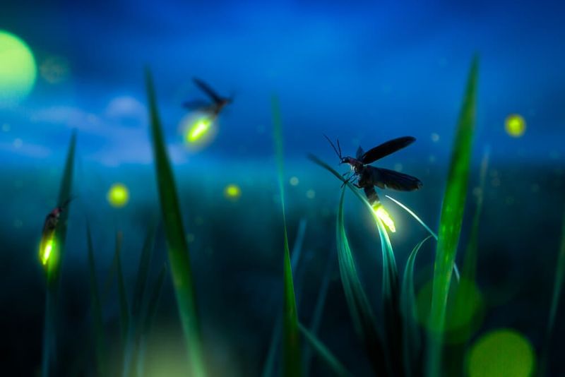 Understand why artificial light can disrupt courtship Understand why artificial light can disrupt courtship