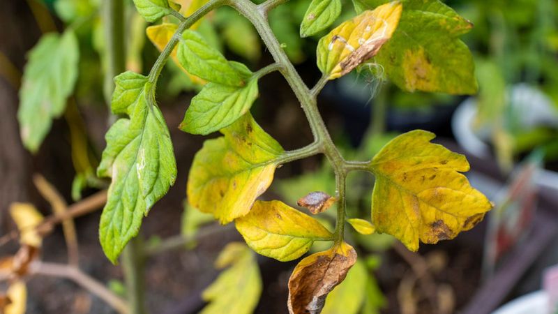 Nitrogen Deficiency