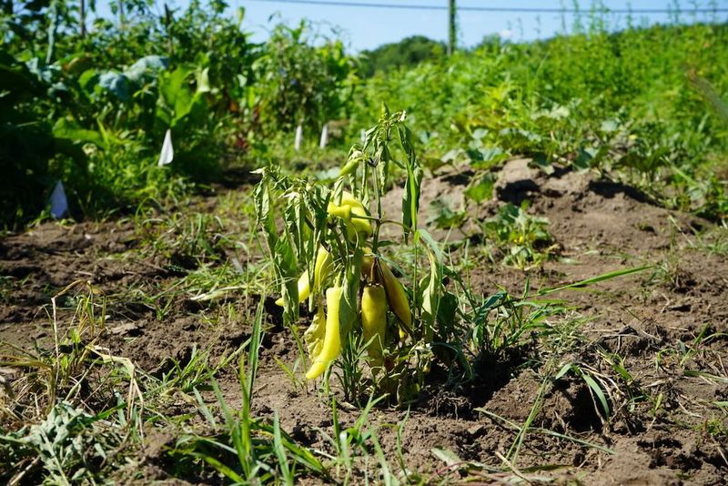 Uneven moisture can intensify heat stress Uneven moisture can intensify heat stress