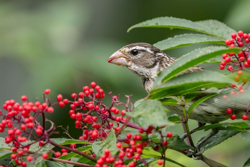 Use California plants for food as well as shelter