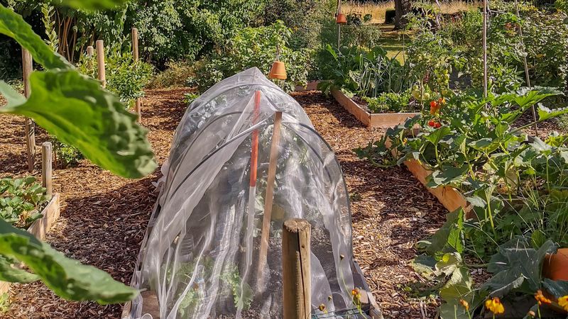 Use Frost Protection Without Ending the Season Early