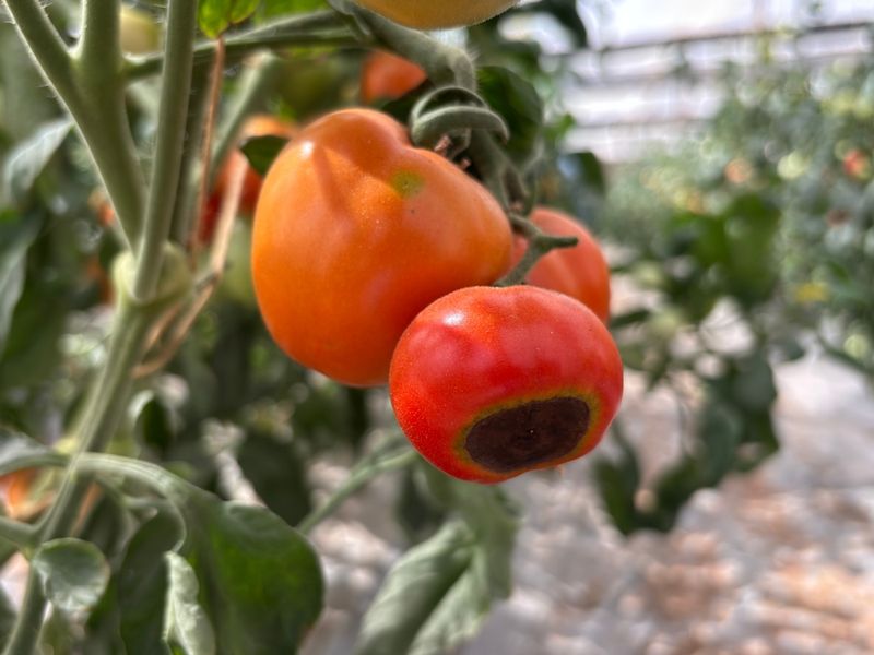 Use July to lower risk, not to predict the whole harvest Use July to lower risk, not to predict the whole harvest