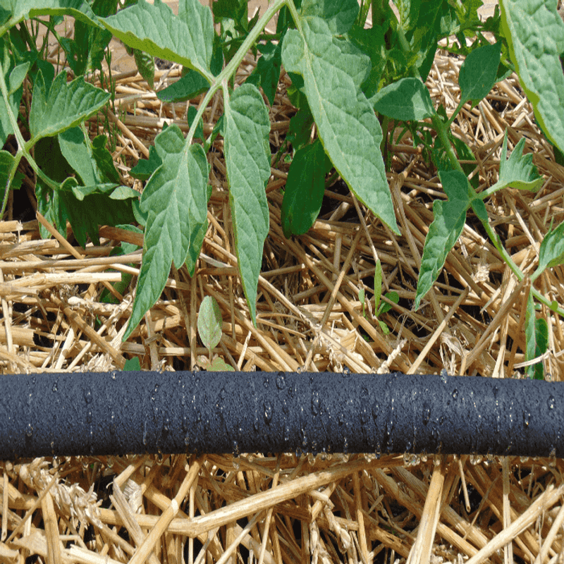 Use Mulch and Base Irrigation to Reduce Moisture Swings