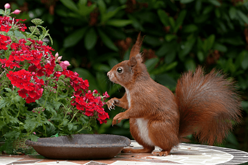 Keep the Garden Clean and Tidy
