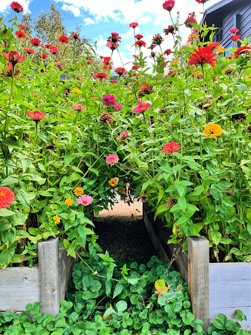 Use Spacing and Surface Watering to Reduce Disease Risk Use Spacing and Surface Watering to Reduce Disease Risk