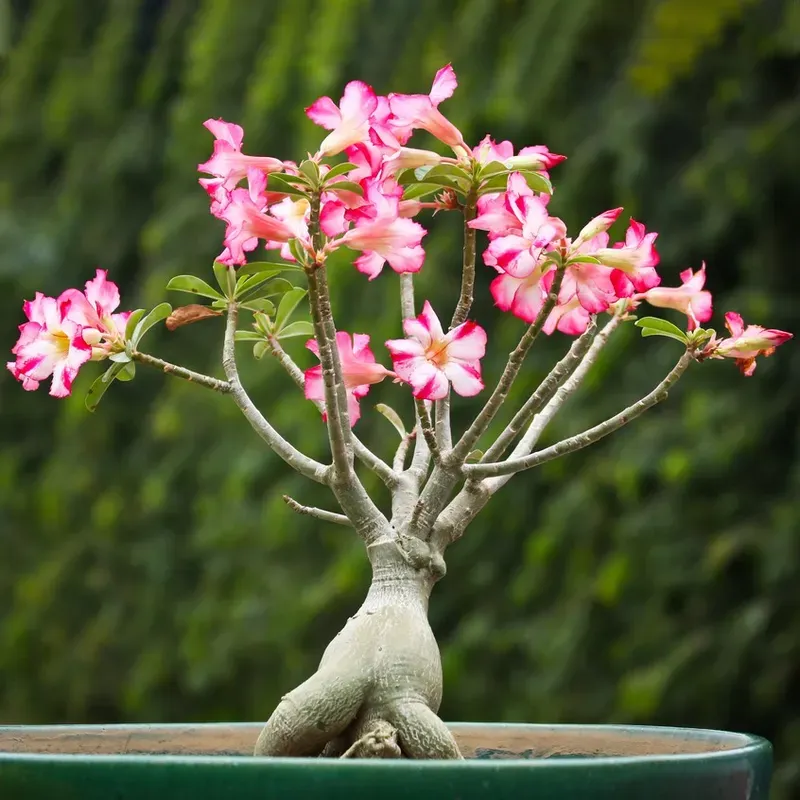 Use a balanced flowering checklist Use a balanced flowering checklist