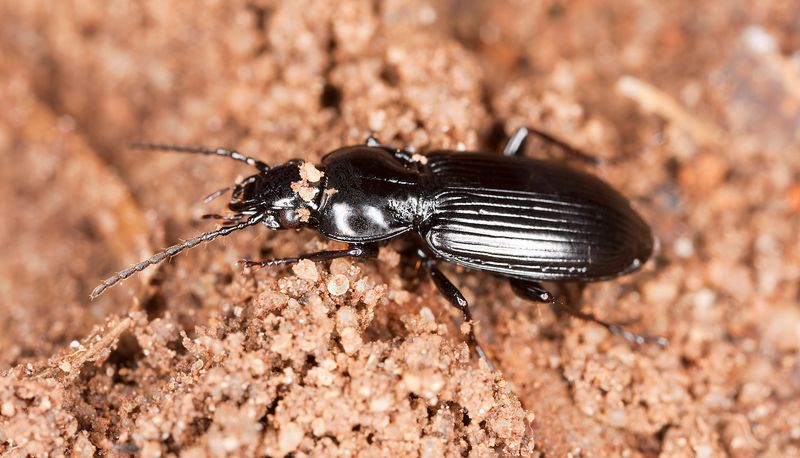 Use a balanced rule for a beetle-friendly California garden