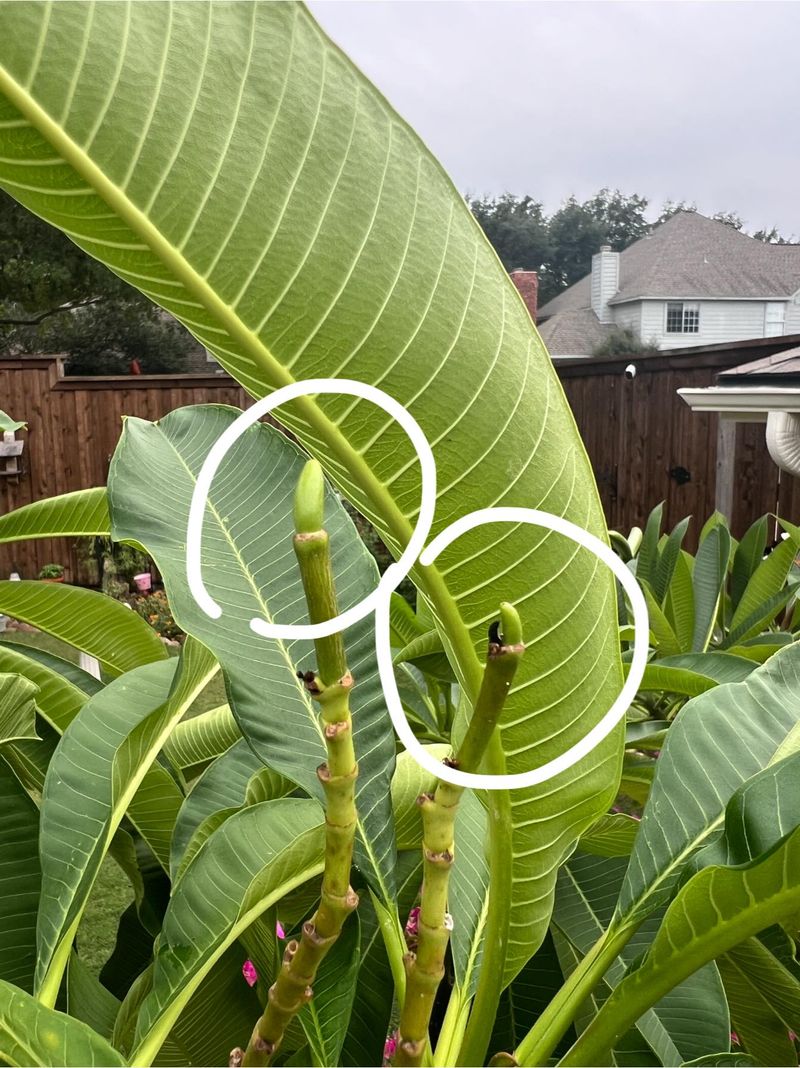 Use a condition check instead of a bloom-forcing treatment