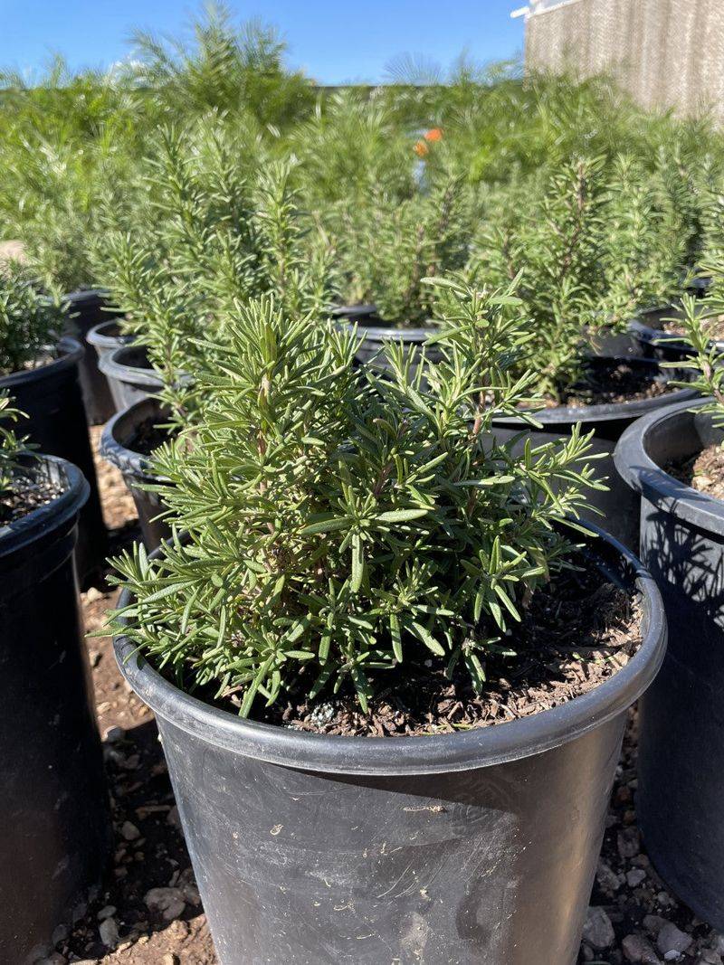 Use a container to manage Texas rain, soil, and freezes