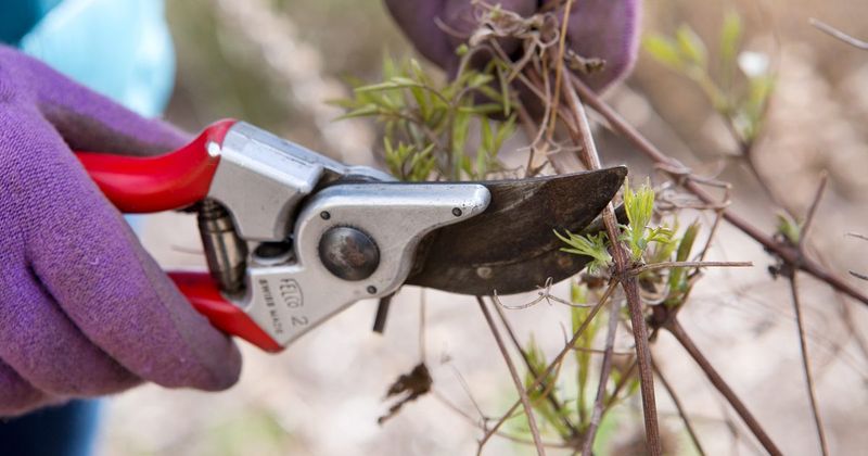 Use a hard cut only for reliably identified Group 3 plants