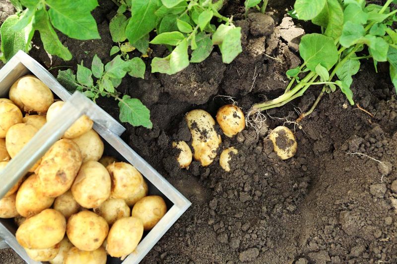 Choose between new potatoes and a mature storage crop