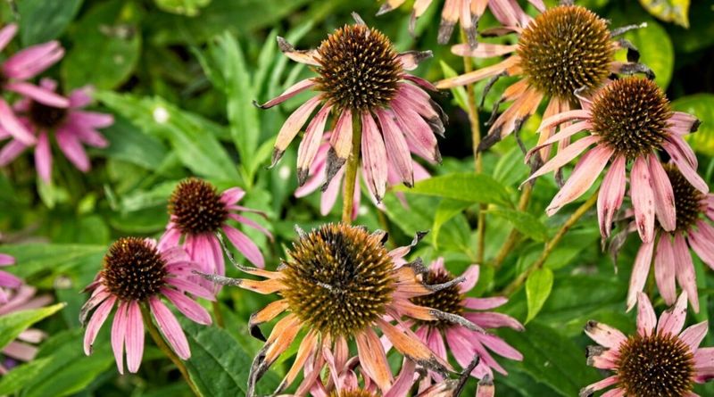 Use a soil-first checklist before declaring the plant worn out