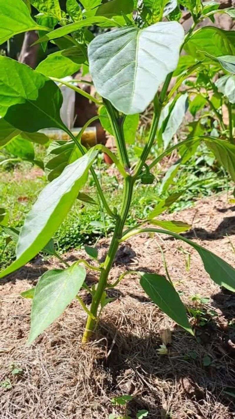 Use a two-part check to prepare the plant for its next bloom