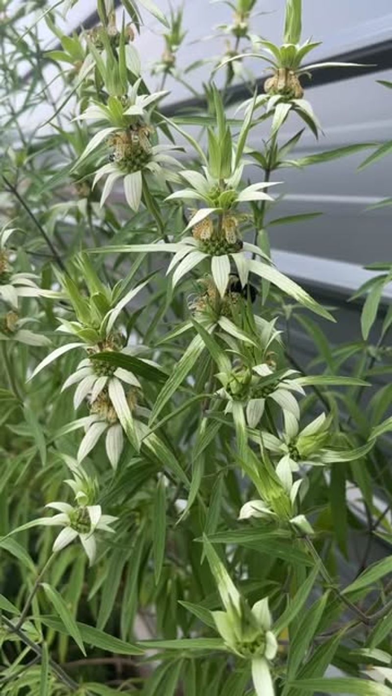 Use airflow to protect the late-season display Use airflow to protect the late-season display
