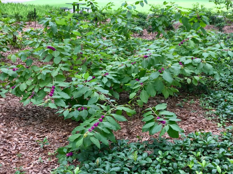 Use beautyberry without creating an unmanaged thicket