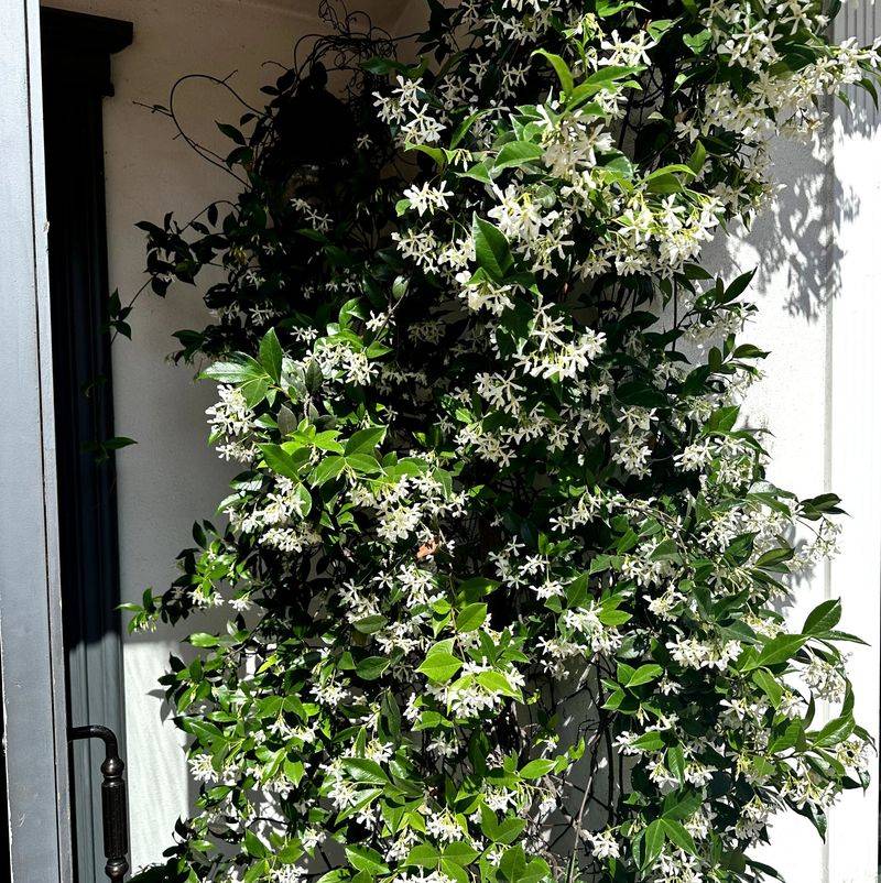 Use bright light and careful watering during establishment Use bright light and careful watering during establishment