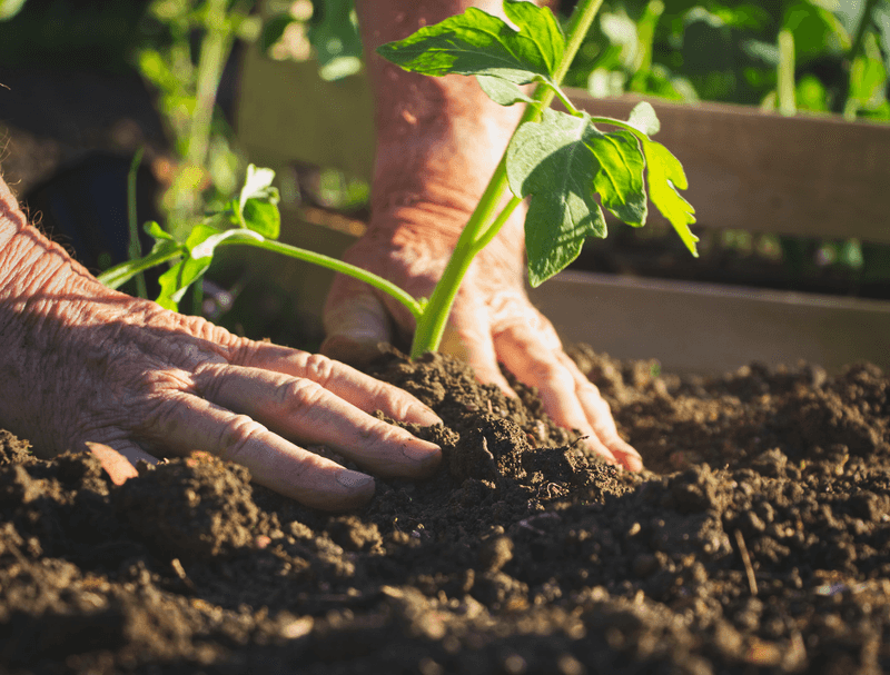 Use compost as root-zone support, not a yield guarantee