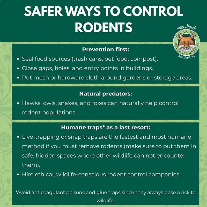 Use direct rodent control that does not endanger foxes Use direct rodent control that does not endanger foxes