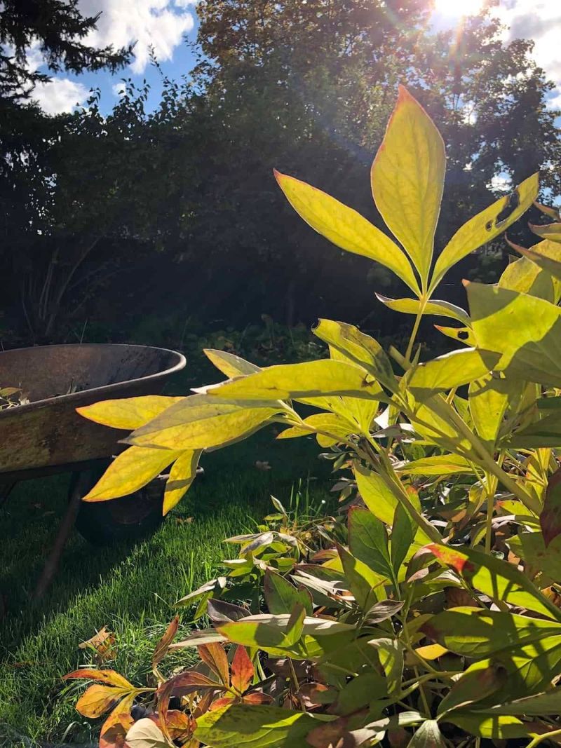 Use dormancy as the pruning signal
