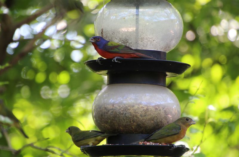 Use feeders only beside protective vegetation