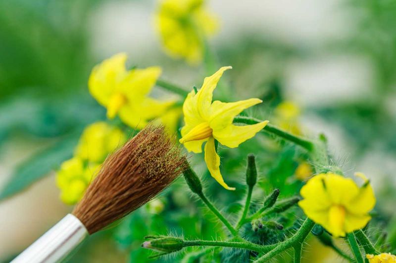 Use gentle pollination help only in still conditions Use gentle pollination help only in still conditions