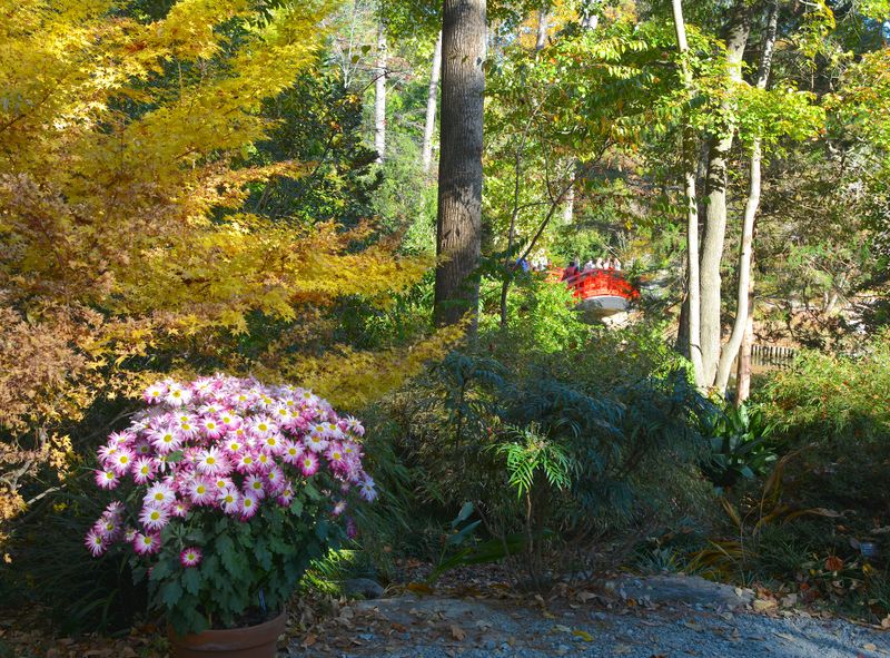 Use goldenrod as one part of a longer native-plant season