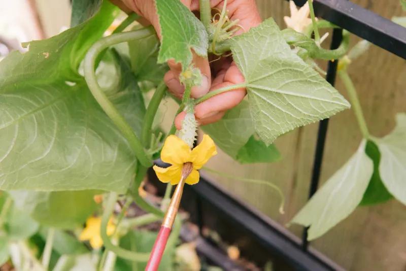 Use hand pollination as a targeted test