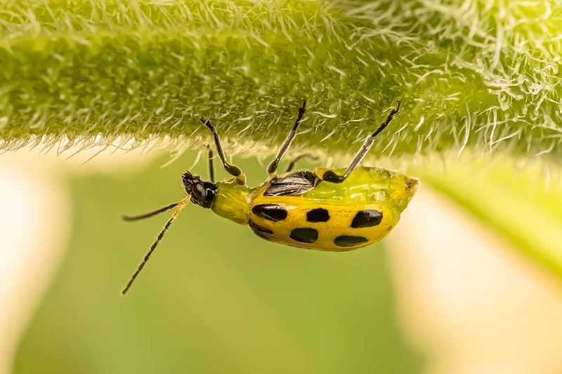 Use insecticides only for targeted, labeled prevention Use insecticides only for targeted, labeled prevention