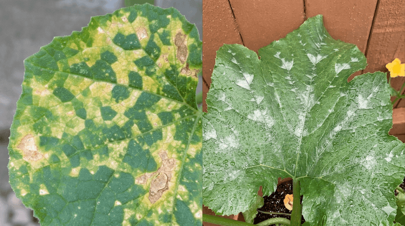 Use inspection to narrow the possibilities, not to name the virus