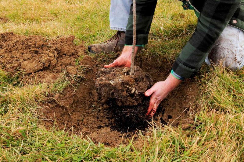 Use late fall to support root establishment Use late fall to support root establishment