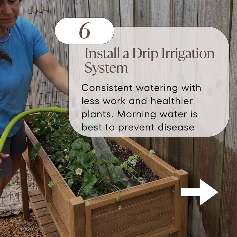 Use morning timing when overhead watering is unavoidable Use morning timing when overhead watering is unavoidable