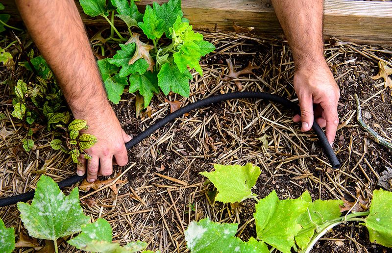 Use mulch and soil-level irrigation to reduce swings Use mulch and soil-level irrigation to reduce swings